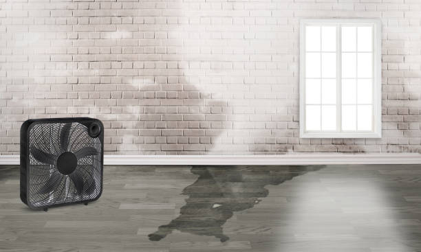Best Ceiling water damage repair  in Cetronia, PA